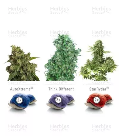 Colour mix 7 (AutoFem) Seeds — product photo