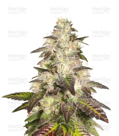 Cookie OX Seeds — product photo