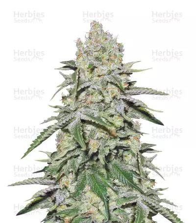 Cookies & Cream Cheese Seeds — product photo