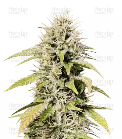 Cookies and Cream Seeds — product photo