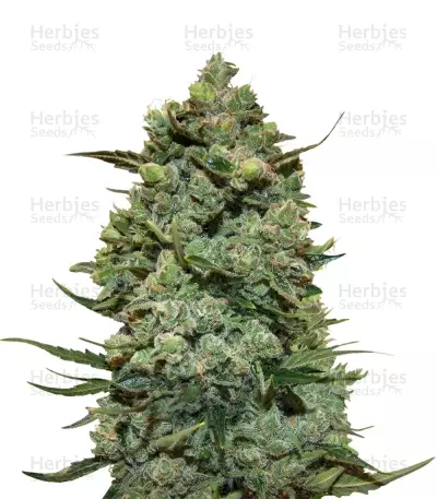 Cookies Kush Seeds — product photo