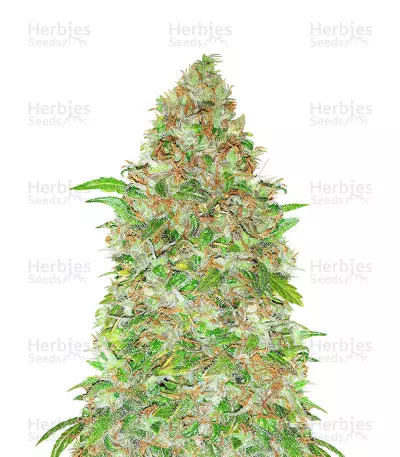 Cotton Candy Kush Seeds — product photo