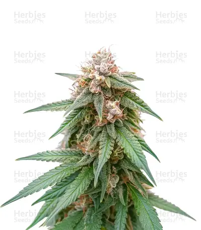 CR + Seeds — product photo
