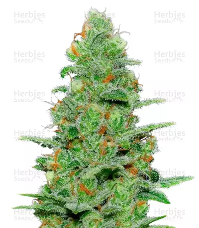 Crazy Miss Hyde Auto Seeds — product photo