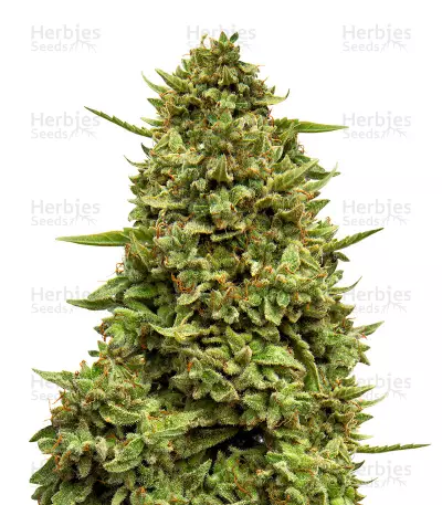 Crazy Mouse Cheese Seeds — product photo