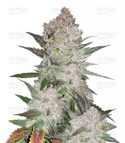 Cream Cookies Auto Seeds — product photo