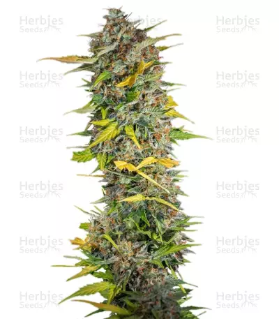 Cream Mandarine Auto Seeds — product photo