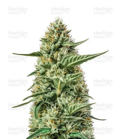 Creeper Auto Seeds — product photo
