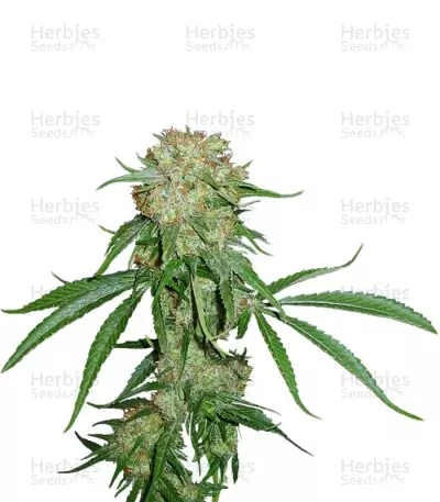 Crimea Blue Seeds — product photo