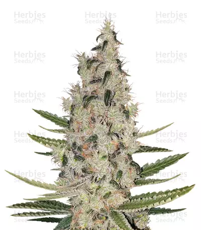 Criminal+ Seeds — product photo