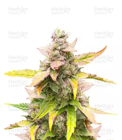 Cristal Limit Seeds — product photo