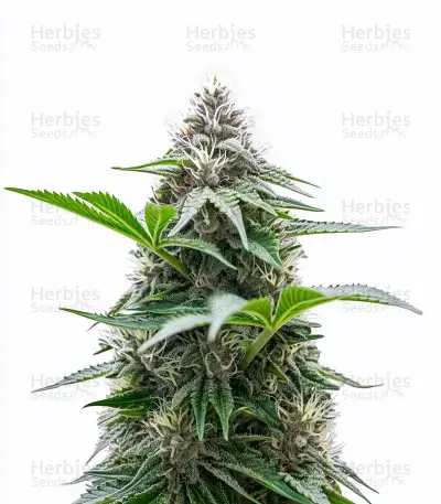Cristal Paradise Seeds — product photo
