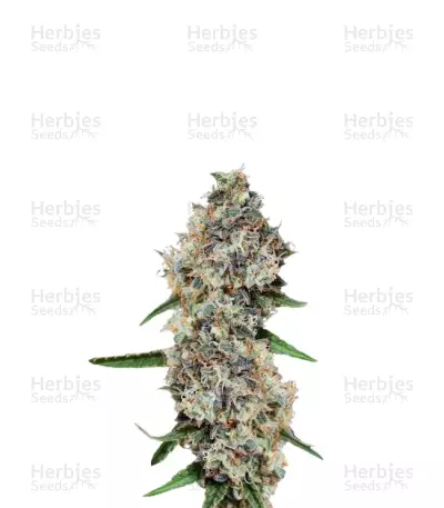 Critical + 2.0 Autoflowering Seeds — product photo