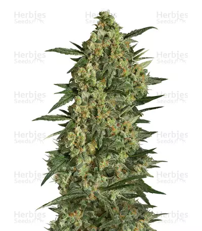 Critical + 2.0 Seeds — product photo