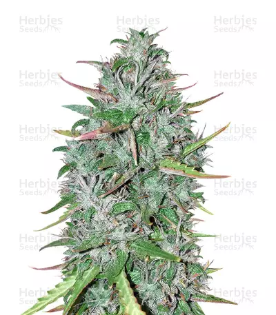 Critical 47 Seeds — product photo