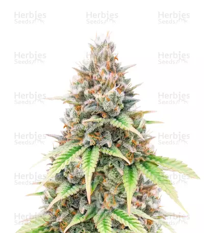 Critical Auto (Herbies Seeds) — product photo