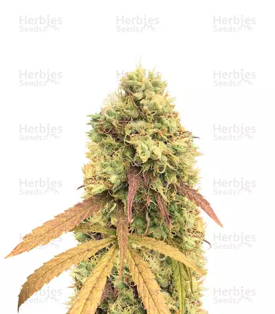 Critical Automatic Auto