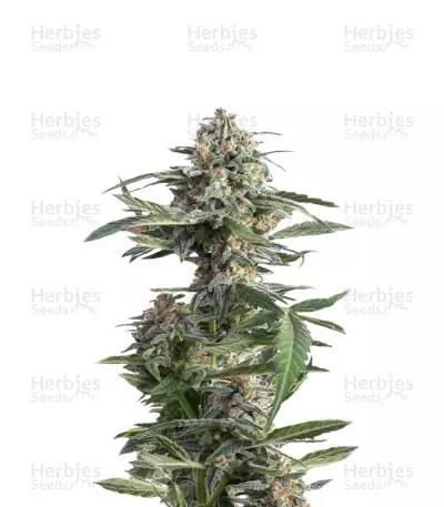 Critical Cheese Autoflowering Seeds — product photo