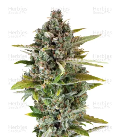 Critical Cheese Seeds — product photo