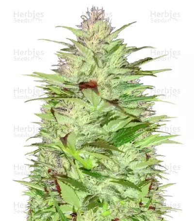 Critical Chronic Seeds — product photo
