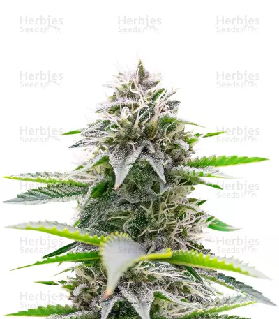 Critical Gorilla (Expert Seeds) Seeds — product photo