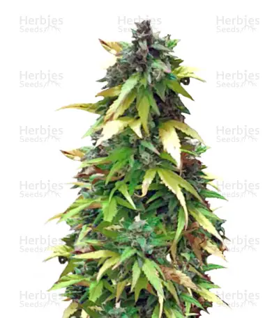 Critical Impact Seeds — product photo