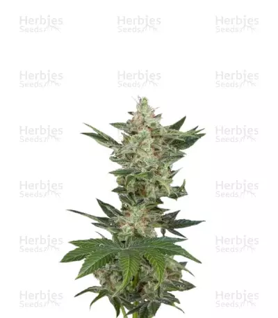 Critical Jack Autoflowering Seeds — product photo