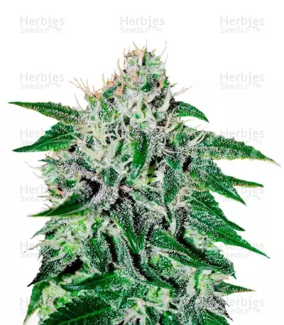 Critical Jack Herer Seeds — product photo