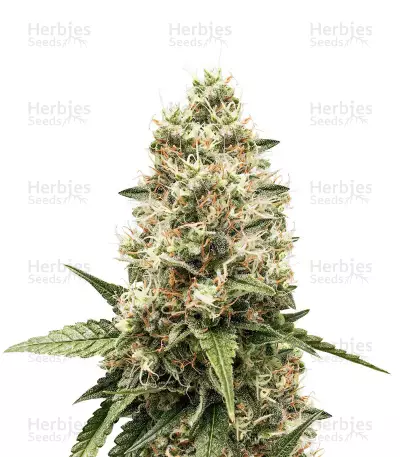 Critical Kush, product photo