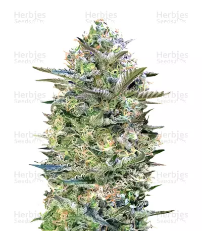 Critical Lemon Seeds — product photo