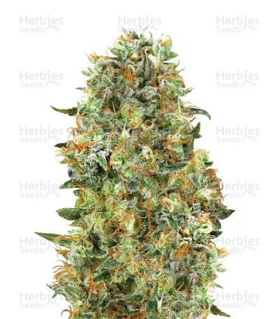 Critical Mass Seeds — product photo