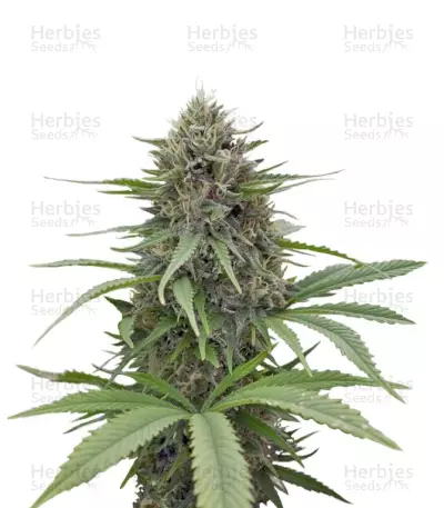 Critical Mass CBD Seeds — product photo