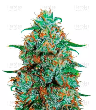 Critical Neville Haze Auto Seeds — product photo