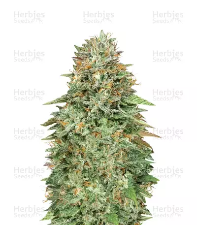 Critical Poison Fast Version Seeds — product photo