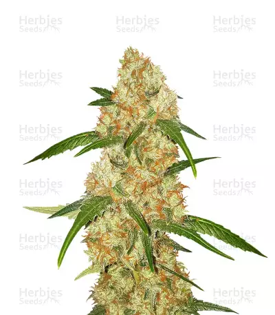 Critical Purple Kush Seeds — product photo