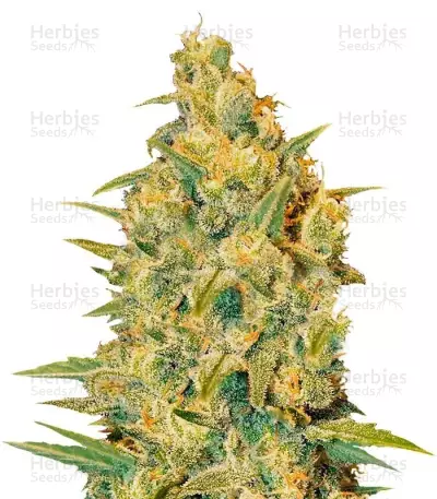 Critical Sensi Star Seeds (Delicious Seeds) — product photo