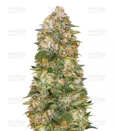 Critical Soma Seeds — product photo