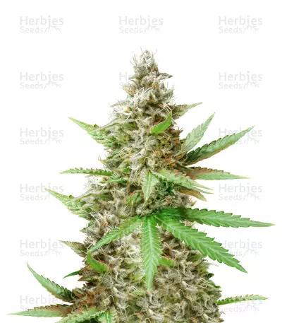 Critical Sour Seeds — product photo