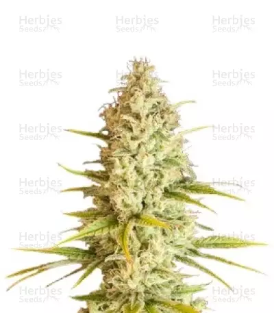 Critical VIP Seeds — product photo
