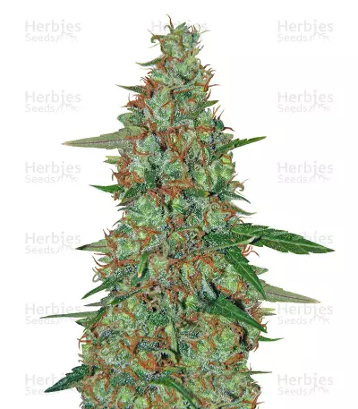 Critical Ryder Seeds — product photo
