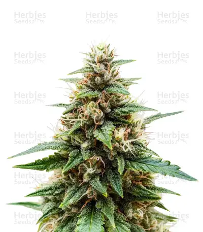 Crop Doctor CBD Seeds — product photo