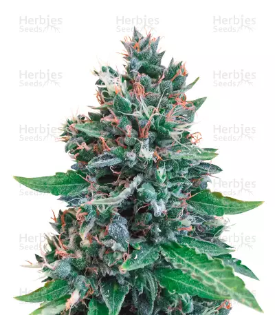 Cropolope Seeds — product photo