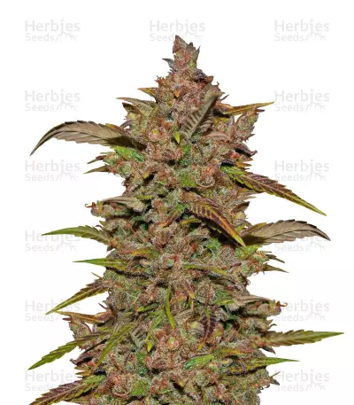 Crystal METH Auto Seeds — product photo
