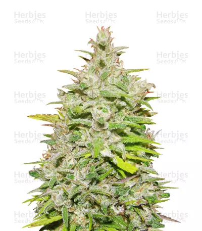 Crystal M.E.T.H. Seeds — product photo