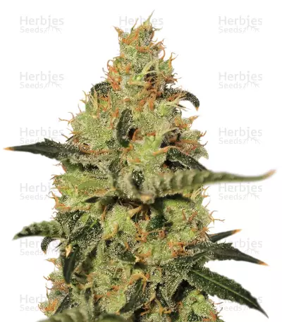 Cum Laude Seeds — product photo