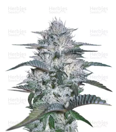Currant Kush Seeds — product photo