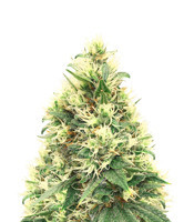 Dama Blanca Seeds — product photo