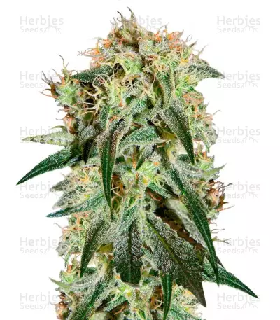 Damn Sour Seeds — product photo