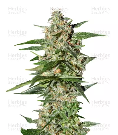 Damnesia Autoflowering feminized seeds — product photo