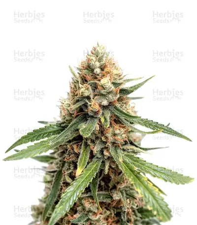 Damnesia Seeds — product photo